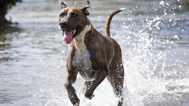 Dogs are set to be the big winners if Frankston’s Domestic Animal Management Plan is adopted. Picture: Renae Droop