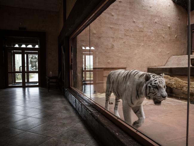 A white tiger paces in an enclosure at Misyatsiv Zoo in Ukraine. Picture: Getty Images