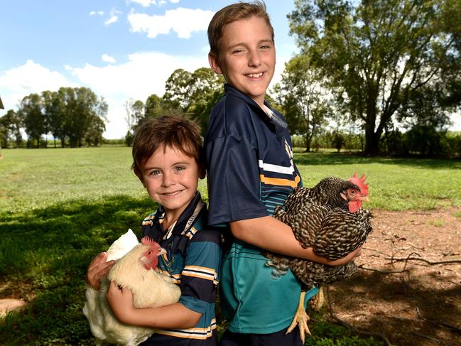 Clare State School. Prep student Remy Booth, 4, and Laurence Tomasetig, 11, with some of the school's chooks. Picture: Evan Morgan