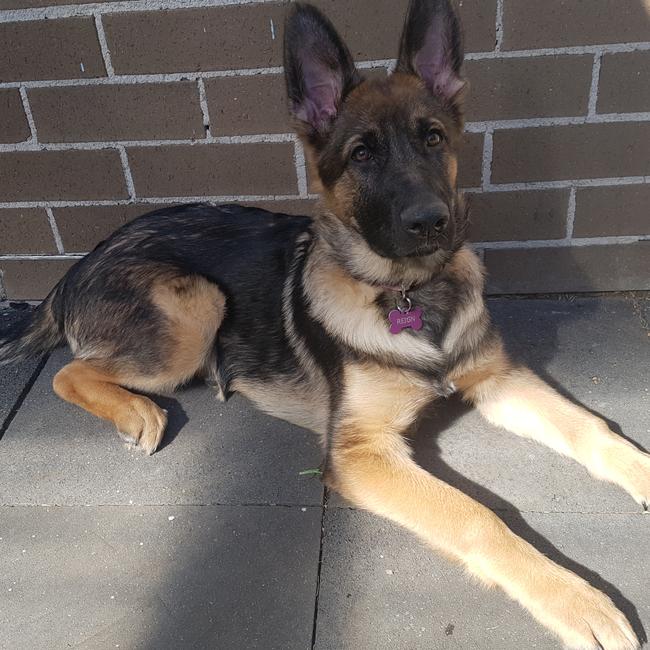 Reign from Pemulwuy is chilling outside waiting for summer. Picture: Melissa Farrugia