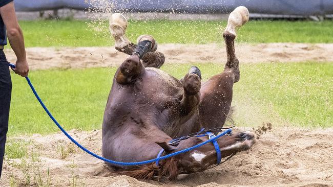 Golden Eagle favourite Light Infantry enjoys a roll after working at Canterbury on Tuesday morning. Picture: Ashlea Brennan Photography