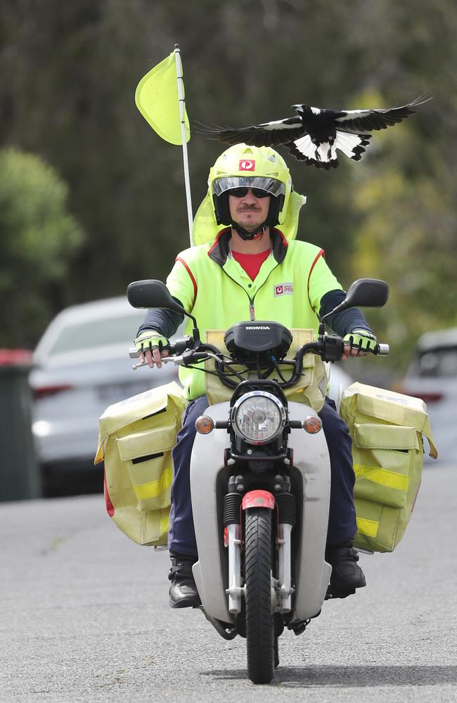 Postie Jeff Kreis gets swooped by a magpie in Greenslopes. Picture: Peter Wallis