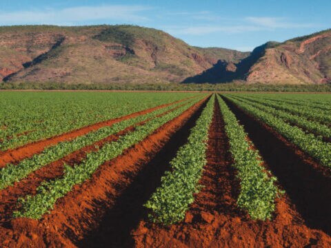 Phosphorus fertilisers (phosphate) are linked to a plant’s ability to use and store energy. Picture: Getty Images