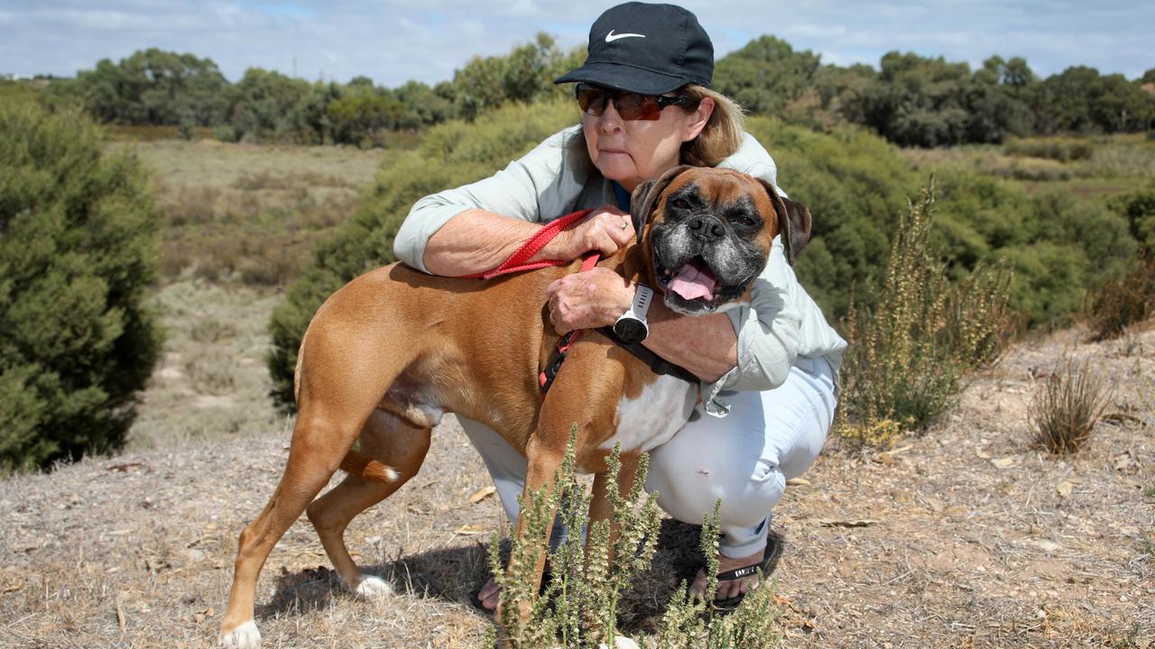 Raylene Main's boxer dog drowned by a kangaroo near Port Noarlunga just  before Christmas | Townsville Bulletin