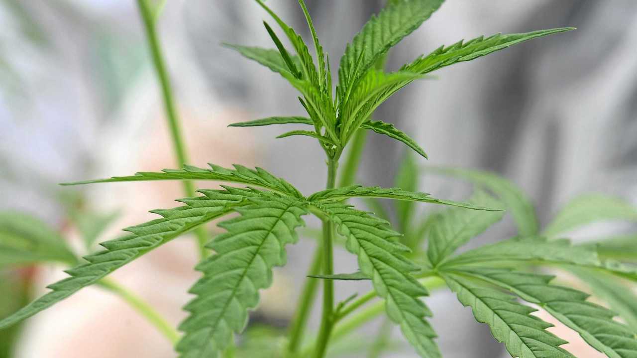 Northern Rivers becomes medicinal cannabis powerhouse | Daily Telegraph