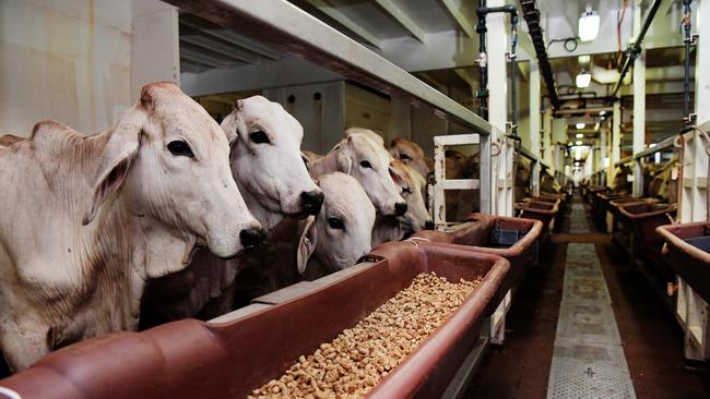 Cattle in front of feed on a ship in Darwin in 2018. Picture: Keri Megelus