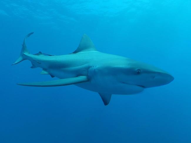 Jaedon Vardon has spent the last four years researching the issue of shark depredation across Queensland's cost.