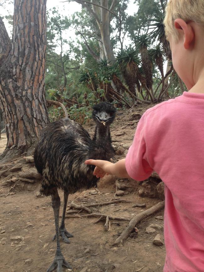 You can feed an emu at Humbug Scrub Sanctuary.