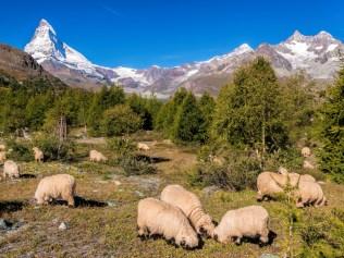 In summer, Tradition Julen Hotel in Zermatt does a “Black Nose Sheep” package.