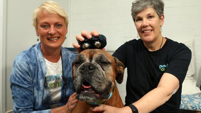 Paws Connect founder Jenny Vulcan’s boxer Maddy gets treated by animal kinesiologist Penny Fitzgerald. Picture: Hamish Blair