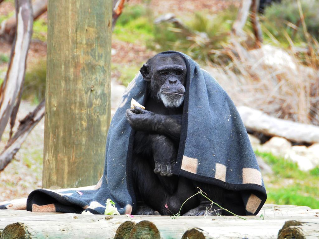 Meet the ‘zoo pensioners’ | The Advertiser