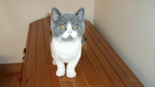 Dippy has been named one of Victoria's cutest cats. Picture: Supplied.