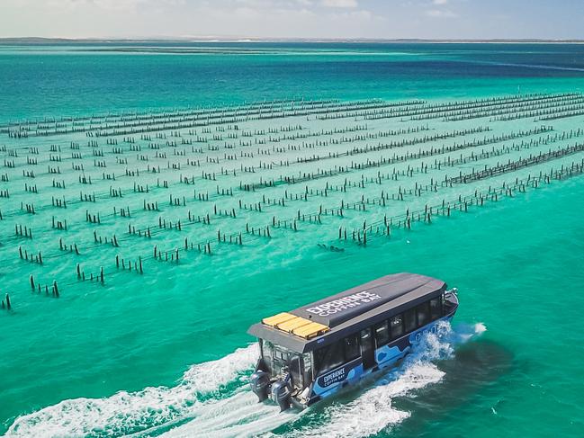 Oysters back on Christmas table, but losses from recall top $3m