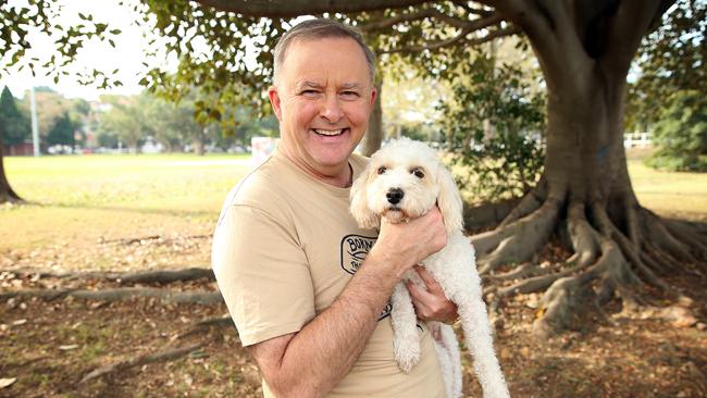 Anthony Albanese with his dog Toto in Marrickville. Picture: Sam Ruttyn