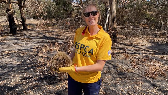 RSPCA volunteer Melanie Lambert with an echidna in Flinders Chase National Park on Kangaroo Island. Picture: RSPCA