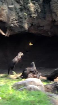 An intense chase between otters and a butterfly