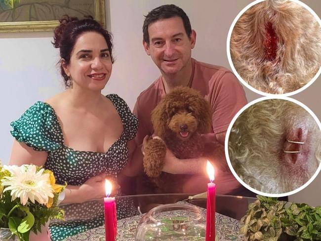 Simin Kashi is speaking out about an injury to her dog Sherlock, pictured with Neil Ivett. Picture: Supplied.