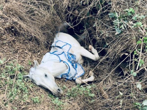 Watch: Unlikely heroes save horse trapped in 2m flood hole