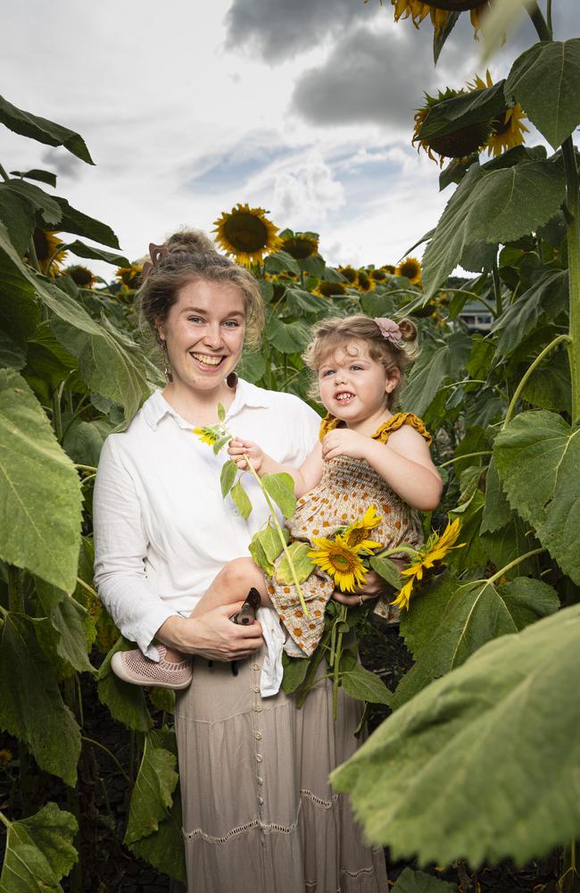 Grace Nickson and daughter Aria Nickson at Lilyvale Flower Farm picking sunflowers, Saturday, February 1, 2025. Picture: Kevin Farmer