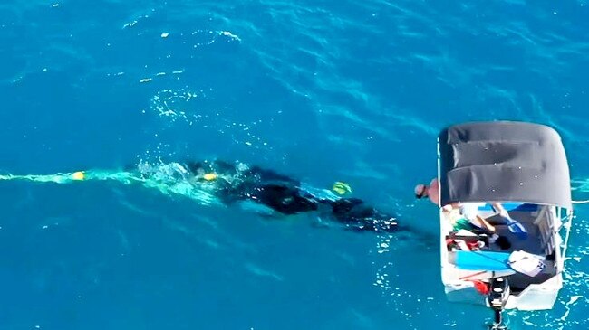 The whale rescue, after it was caught in the nets off Burleigh Heads Beach. Picture: Envoy Cull