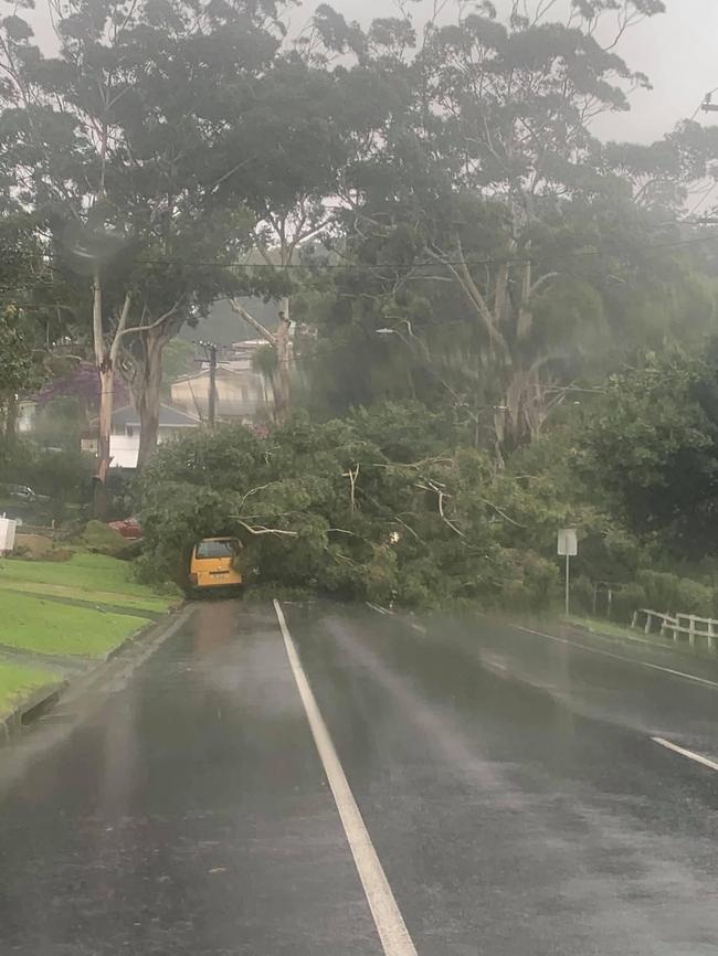 Massive tree down across Jirramba Ave. Picture: Supplied