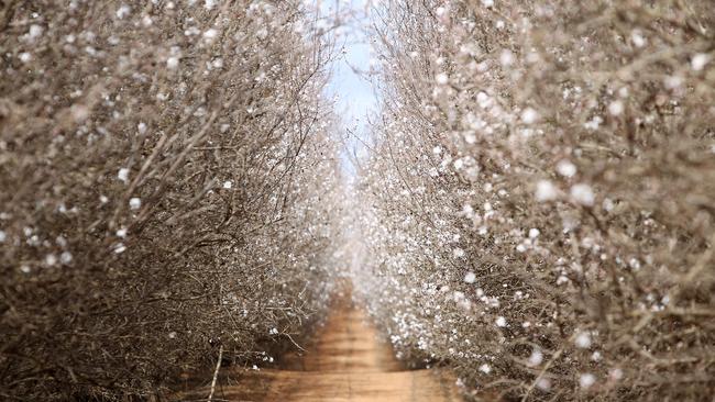 Almond pollination in 2024 has benefited from ideal bee flight and weather conditions. Picture: Dale Webster