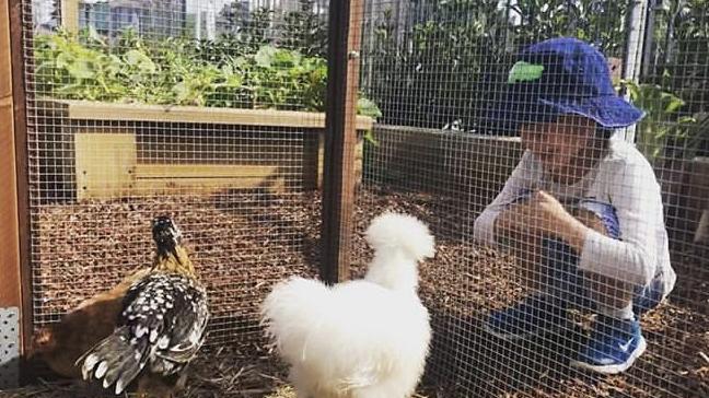 Chickens at Orchard Early Learning Centre, which could be coming to West Pennant Hills. Picture: supplied