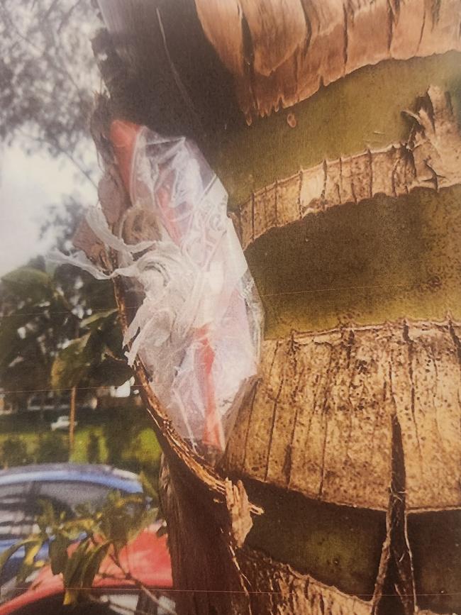 He also hid drugs in palm trees outside. Photo: Courts SA