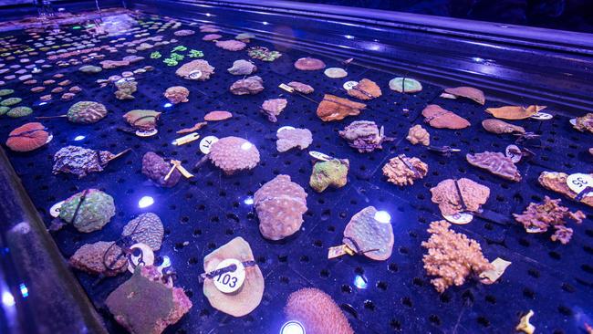 The Biobank already has 181 coral samples collected, which the public can see and learn about at Cairns Aquarium. Picture: Supplied