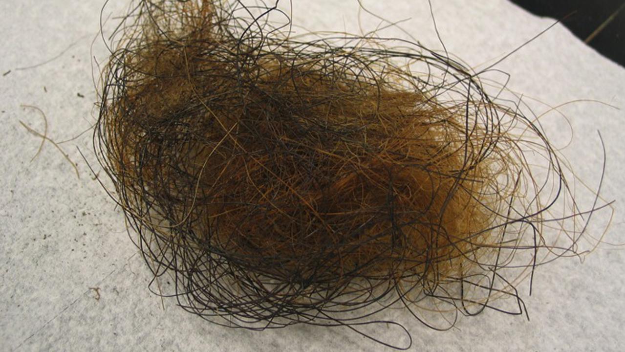 A ball of permafrost-preserved mammoth hair containing thick outer-coat and thin undercoat hairs. Picture: Stephen Schuster, Penn State University