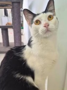 Polly is available for adoption via AdoptMe Kittens. Photo: Supplied.