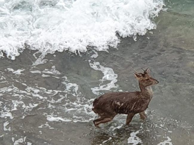 One of the deer spotted in the water at North Wollongong on July 4. Picture: Karl Runeson.