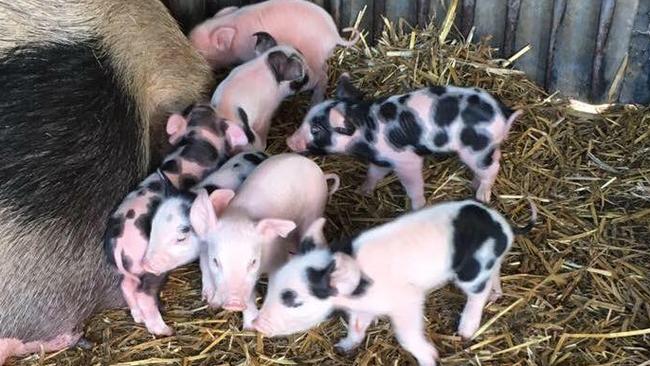 Meet Chesterfield Farm's new baby piglets. Picture: Supplied.