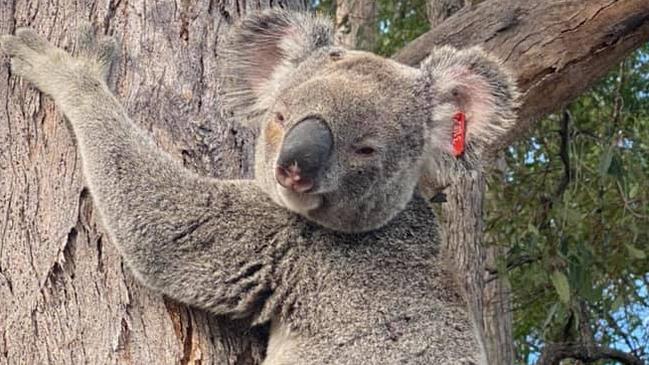 This male koala was euthanised on June 11 after being earlier spotted by a resident on the ground, with injuries suspected to be from a car strike.