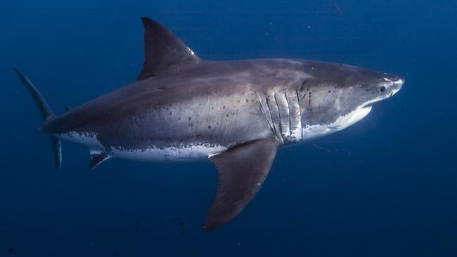 Great white sharks are known to follow humpback whales during their annual migration up the Australian east coast. Picture: Supplied