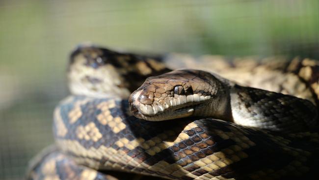 Scrub pythons are known as ambush predators, using constriction to kill their prey.