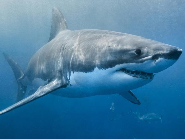 A Great White Shark has been sited this morning at Haunted Bay, Maria Island.  PIC: SUPPLIED - GENERIC.