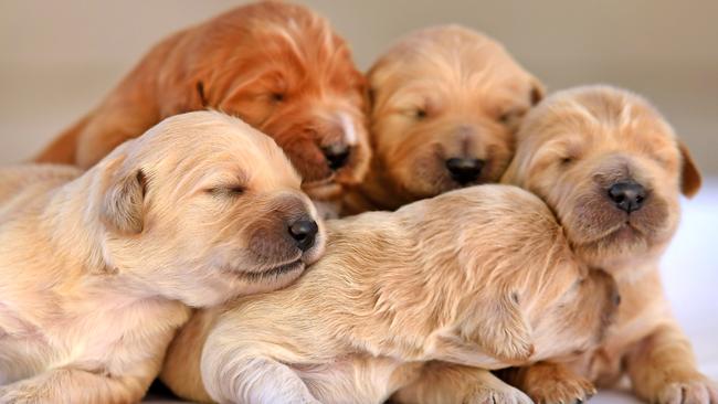 These pure-breed Groodle puppies are the cutest, but they could cost you big. Picture: AAP/John Gass