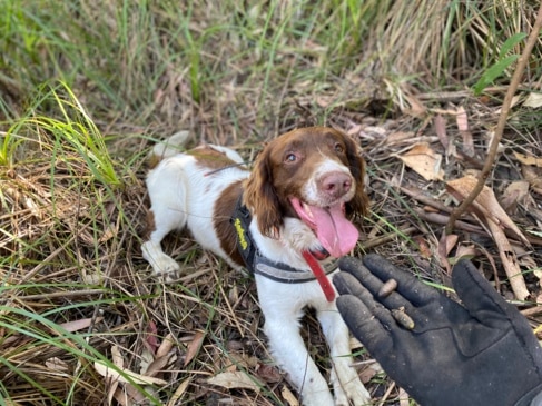 Canines for Wildlife dog Max is a koala detection dog working on the mid north coast of NSW in Coffs Harbour.