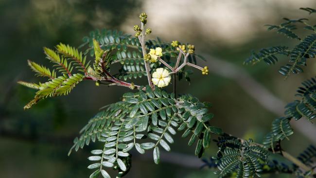 The Sunshine Wattle (Acacia Terminalis) in is extremely rare and one of the first plants identified by Sir Joseph Banks in 1770 when he first arrived to Australia. Picture: John Appleyard