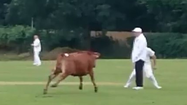 A cricket match between Mossley and Kerridge in Cheshire, England, was interrupted by a cow.