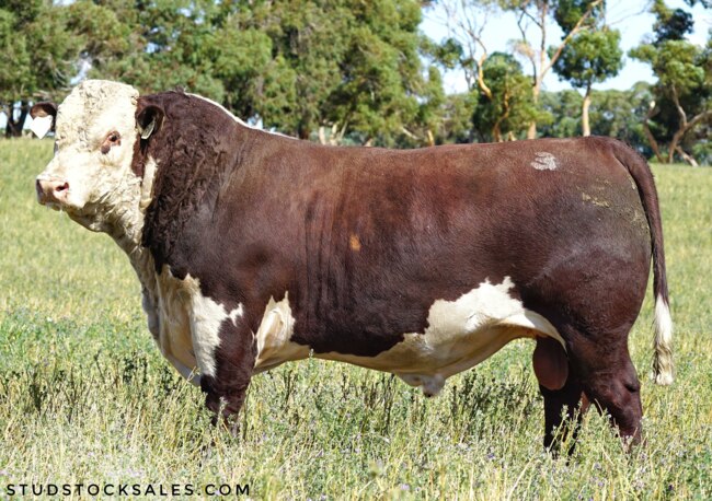 Yarram Park's bull that made the second-top price of $50,000. Photo credit: Studstocksales.com