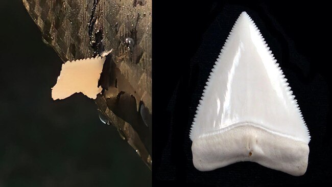 A tooth which surfer Christian Bungate said was embedded in his foil board by a shark.