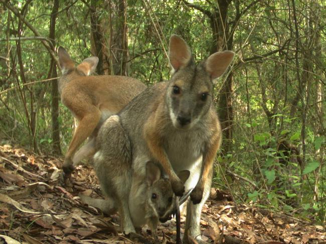 NSW National Parks and Wildlife Service is asking residents to spot Black-striped Wallabies around northern NSW's Gondwana rainforests as part of a 10-year project. Photo: Darren McHugh/DPIE