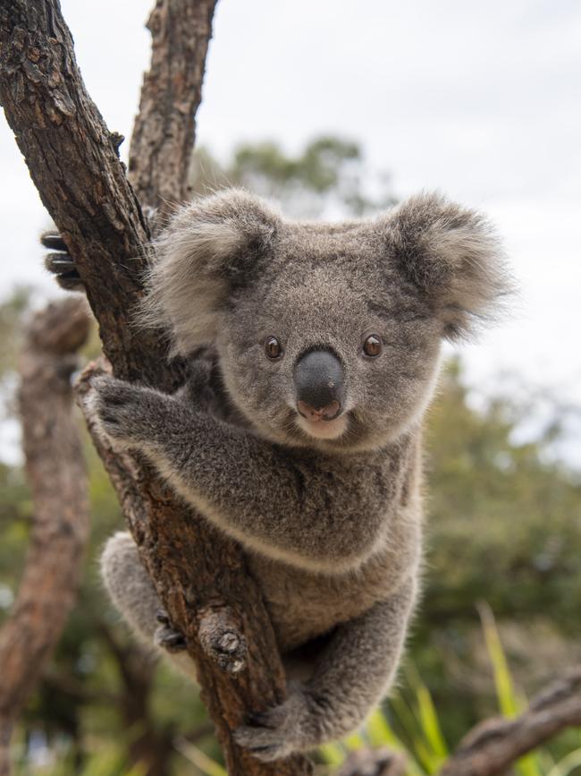 The park is located in prime koala habitat. Picture: NCA NewsWire / Simon Bullard