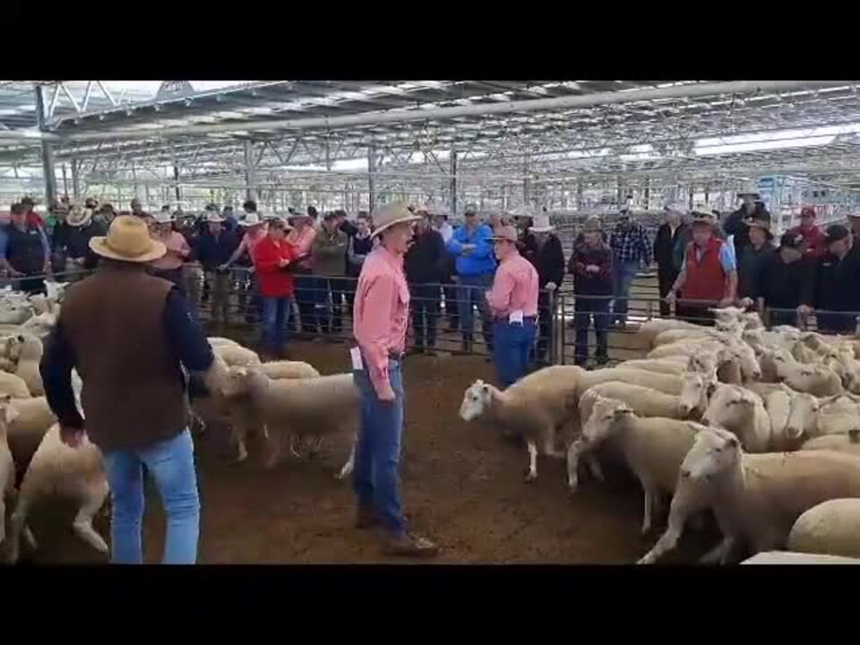 Corowa Sheep Sale October 24