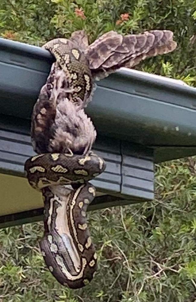 The python eating the bird, believed to be a tawny frogmouth. Picture: Supplied