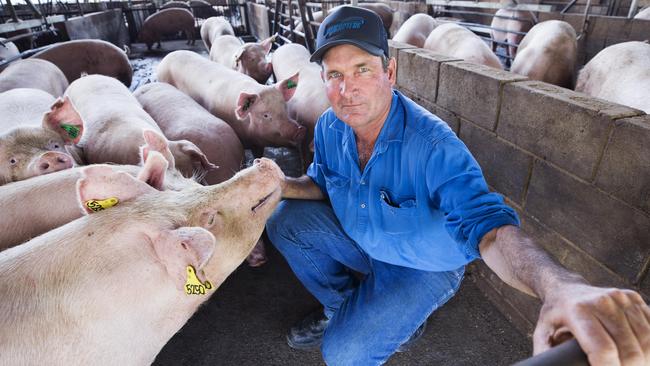 Pig farmer Gary Maguire at Glasshouse Country Farms in Queensland, which has been the subject of farm raids by vegan groups. Picture: Lachie Millard