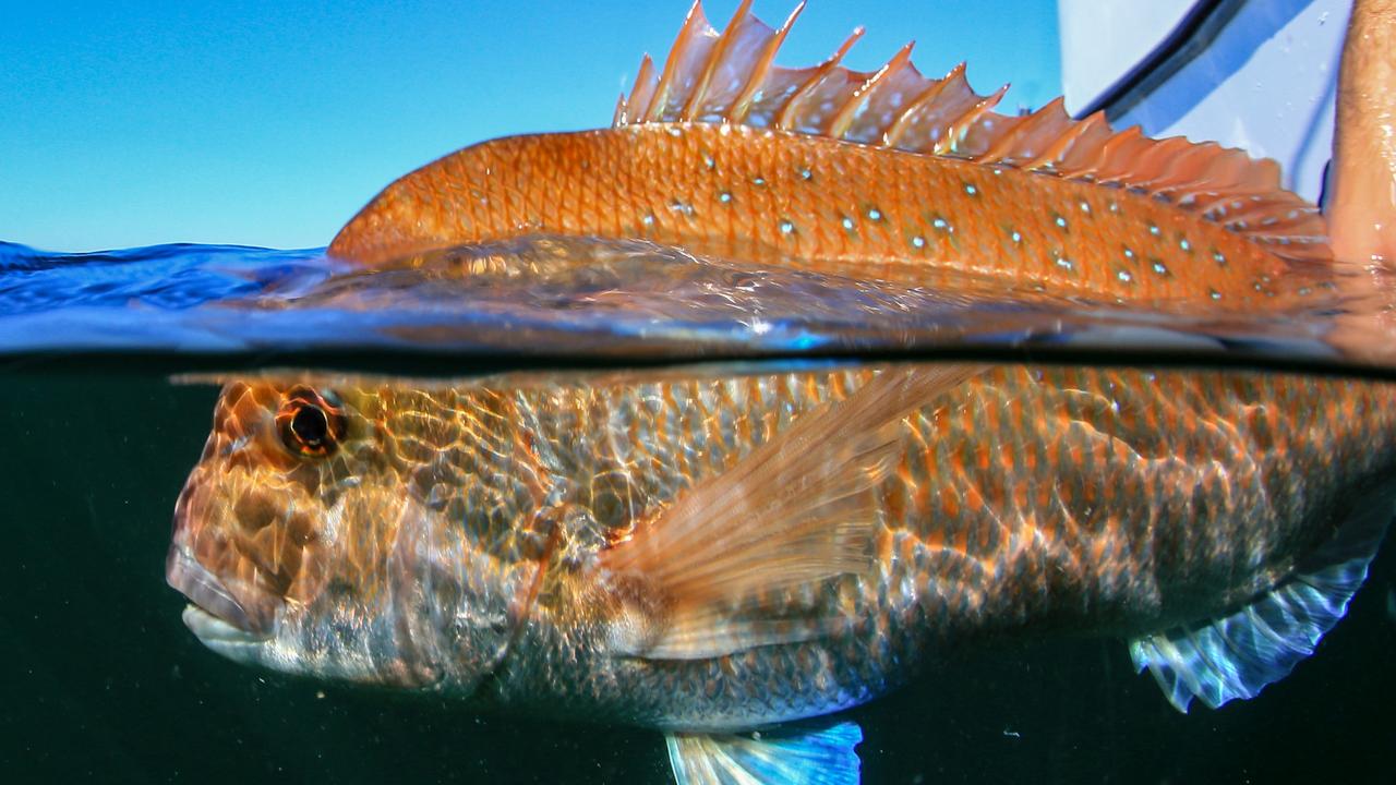 Snapper ban likely to remain in place | The Advertiser