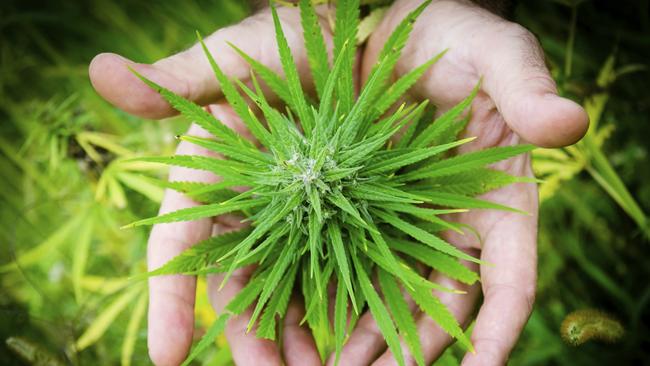 A Tasmanian Government spokewoman says Australian medical cannabis products will become available to Tasmanian’s this year.